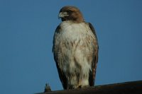 Red-tailed Hawk - Buteo jamaicensis