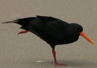 Variable Oystercatcher - Haematopus unicolor