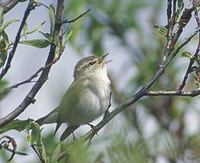 Arctic Warbler (Phylloscopus borealis) photo