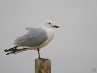 Hartlaub's Gull - Larus hartlaubii