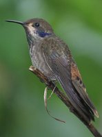 Brown Violet-ear - Colibri delphinae