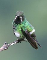 Green Thorntail - Discosura conversii