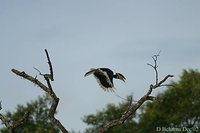 Malabar Pied-Hornbill - Anthracoceros coronatus