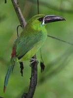 Crimson-rumped Toucanet - Aulacorhynchus haematopygus