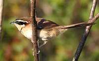 Collared Crescent-chest - Melanopareia torquata