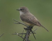 Vermilion Flycatcher - Pyrocephalus rubinus