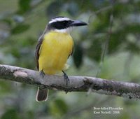 Boat-billed Flycatcher - Megarynchus pitangua