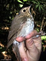 Swainson's Thrush - Catharus ustulatus