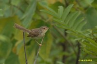 Plain Prinia - Prinia inornata