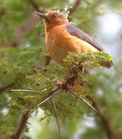 Red-faced Crombec - Sylvietta whytii