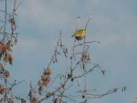 Eurasian Golden Oriole - Oriolus oriolus