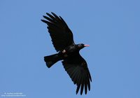 Red-billed Chough - Pyrrhocorax pyrrhocorax