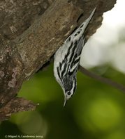 Black-and-white Warbler - Mniotilta varia