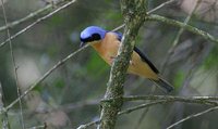 Fawn-breasted Tanager - Pipraeidea melanonota