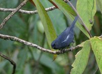 White-sided Flowerpiercer - Diglossa albilatera