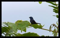 Ultramarine Grosbeak - Cyanocompsa brissonii