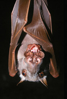 Hypsignathus monstrosus - hammer-headed fruit bat