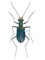 개야길앞잡이 - Lophyridia brevipilosa kaiyaensis
