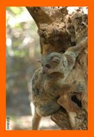 Milne-Edwards' Sportive Lemur (Lepilemur edwardsi)