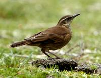 Stout-billed cincloides