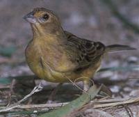 Grassland yellowfinch
