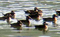 Surf Scoters. Photo by Greg Gillson