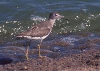 Solitary Sandpiper at MSP 2000 © Jim Gain