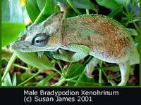 Strange-nosed Chameleon (Kinyongia xenorhinum)