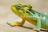 Drakensberg dwarf chameleon, Bradypodion dracomontanum