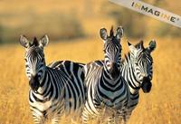 Zebras (Equus burchelli) photo