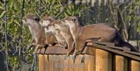Group of Short Clawed Otters , Marwell Zoo , Hampshire , England stock photo