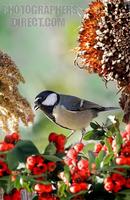 great tit 