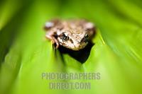 Common frog on leaf stock photo