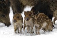 Wild Boars ( Sus scrofa ) stock photo