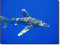 Oceanic White Tip