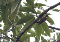 Pic à coiffe grise Dendrocopos canicapillus Grey-capped Woodpecker © R�my Lecolazet