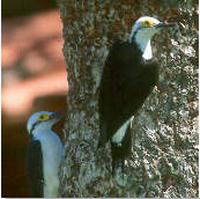 White woodpeckers