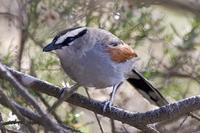 svartkronetsjagra / black-crowned tchagra (Tchagra senegalus)