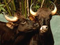 Gaur