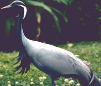 Demoiselle Crane (Grus virgo)