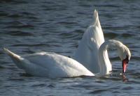 Mute Swan Cygnus olor 혹고니