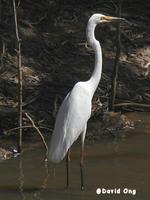 Great Egret