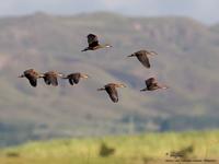 Wandering Whistling-Duck