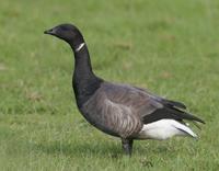 Brent Goose (Branta bernicla)