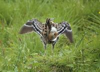 Great Snipe (Gallinago media)