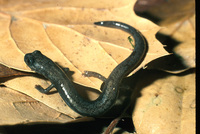 : Batrachoseps aridus