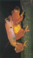 : Opisthothylax immaculatus; Gray-eyed Frog