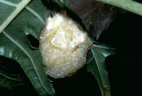 : Polypedates cruciger; Common Hour-glass Tree Frog