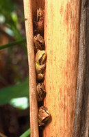 : Pseudacris regilla; Pacific Treefrog