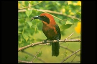 : Baryphthengus ruficapillus; Rufous-capped Motmot